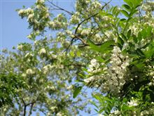 ニセアカシアの花