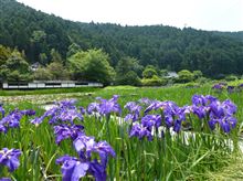 09:57　加茂花菖蒲園　花菖蒲園