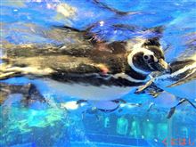 水族館に行ってきたよ