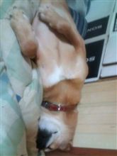 爆睡(^^;
