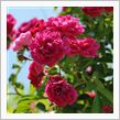 つる薔薇が咲いたので