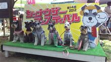 シュナフェスとヒコーキ