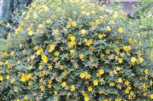季節のお花とか