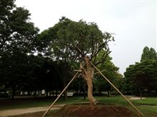 定点観測2012.06.01