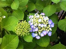 紫陽花