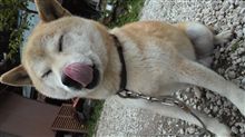 近況？ぶー(・∀・)ーン