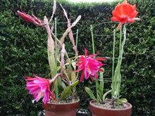 赤花の孔雀サボテンが開花
