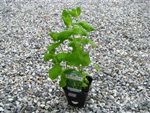 ECO☆CRZのプチ菜園～リンゴのミント～