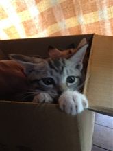 ネコブログ