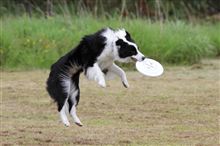 フリスビー犬に挑戦 フリスビー犬に挑戦