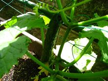 ECO☆CRZのプチ菜園～夏すずみを収獲～