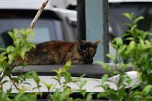 男が乗るカワイイ系
