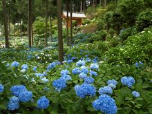 紫陽花