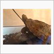 フクちゃん日記 最新版‼