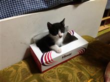 仔猫５日目ーヽ(゜▽、゜)ノ