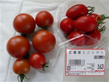 ミニトマトの2度目の収穫