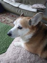 きみのはなし きみのはなし