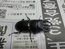 夏の小さなお客さま