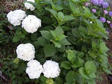 白い紫陽花