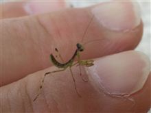 ヒメカマキリと普通のカマキリ