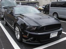 to Shelby or not to Shelby