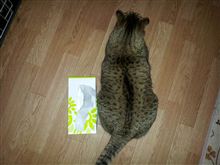 でかい？にゃんこ