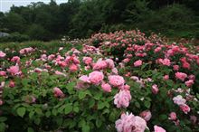 薔薇