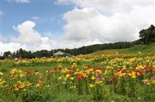 ゆりの開花はまだですか？？