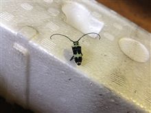 タキシード着たガチャピン…？