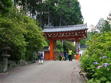 三室戸寺の紫陽花