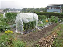 ﾐﾗｸﾙﾋﾞｰﾑ　2012年　開花初めました！