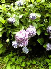 紫陽花