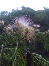 今日の花
