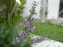 今年も開花