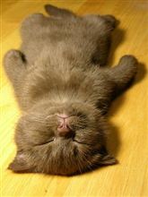 「猫好き」に贈る歌。
