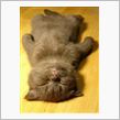 「猫好き」に贈る歌。