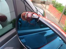 The Beetle