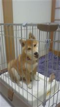 わんこ