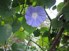 アサガオ開花