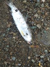 群馬県・水上にて山女魚さん