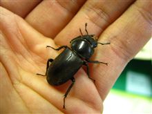 今度はコクワガタの♀