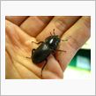 今度はコクワガタの♀