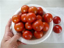 ミニトマトの本格収穫
