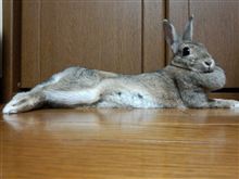 久しぶりにｗ