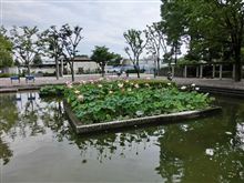 大賀ハス