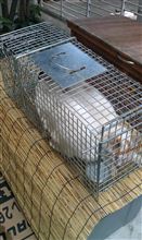 猫捕縛指令