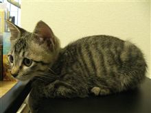 手のかかる、うちの子