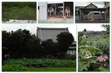 新しいカメラを持って朝の散歩