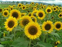 夏と言えば。。。