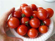 ミニトマトの収穫／ミニトマトの病害虫